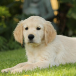goldenretreiver12