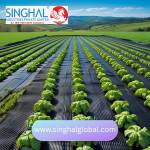 Singhal Global