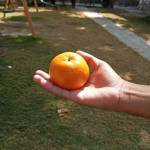 Oranges pakistan